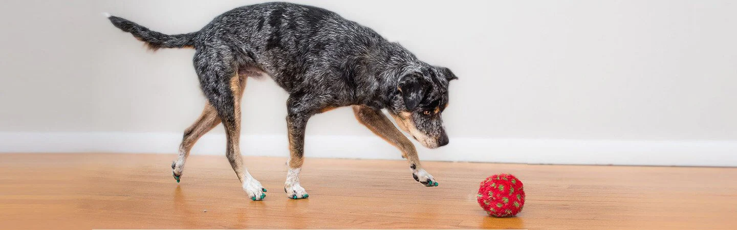 Instant Traction for Senior Dogs